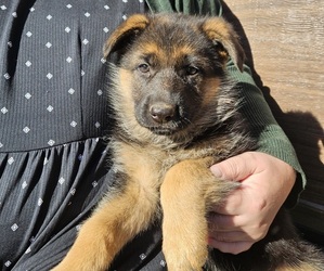 Medium German Shepherd Dog