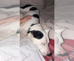 Small #4 Boxerhoula
