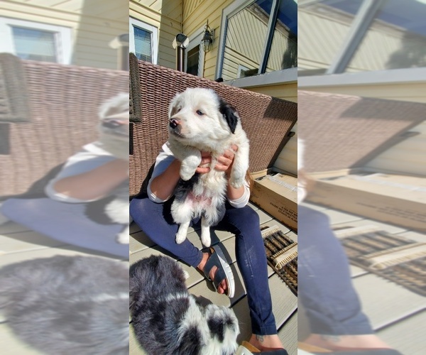 Medium Photo #1 Border Collie Puppy For Sale in PARKER, CO, USA