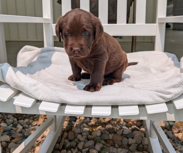 Medium Photo #54 Labrador Retriever Puppy For Sale in GOSHEN, IN, USA