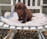 Small #4 Labrador Retriever