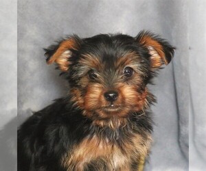Yorkshire Terrier Puppy for sale in LEBANON, PA, USA