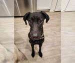 Small #3 Great Dane-Labrador Retriever Mix