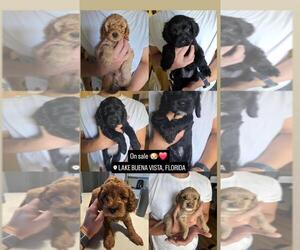 Cock-A-Poo Puppy for sale in ORLANDO, FL, USA