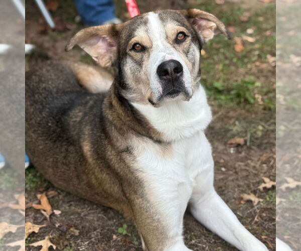 Medium Photo #11 Mutt Puppy For Sale in Canton, CT, USA