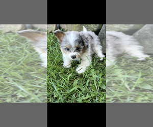 Pomapoo (Toy) Puppy for sale in NILES, MI, USA