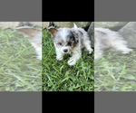 Image preview for Ad Listing. Nickname: Blue