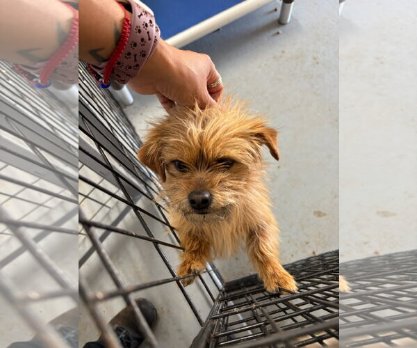 Medium Photo #3 Mutt Puppy For Sale in Grafton, WI, USA