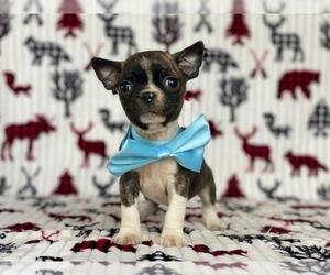 Buggs Puppy for sale in LANCASTER, PA, USA