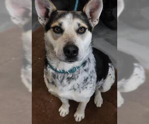 Mutt Dogs for adoption in Thief River Falls, MN, USA