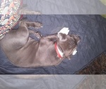 Small Photo #11 American Pit Bull Terrier Puppy For Sale in WENATCHEE, WA, USA
