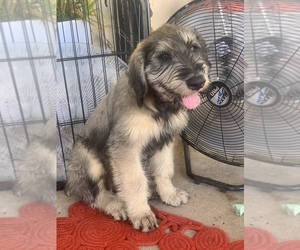 Schnauzer (Giant) Puppy for Sale in SAINT CLOUD, Florida USA
