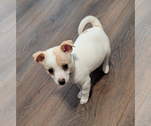 Medium Photo #2 Chihuahua-Unknown Mix Puppy For Sale in The Woodlands, TX, USA