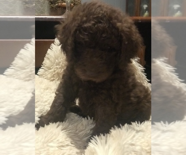 Medium Photo #3 Double Doodle Puppy For Sale in BLAKELY, GA, USA
