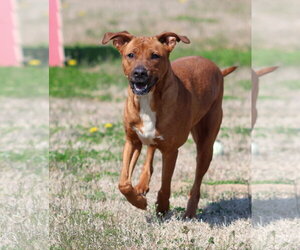 Labrador Retriever-Unknown Mix Dogs for adoption in Grovetown, GA, USA