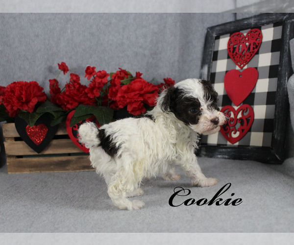 Medium Photo #14 Poodle (Toy) Puppy For Sale in CHANUTE, KS, USA
