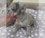 Puppy 2 French Bulldog
