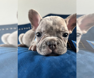 French Bulldog Puppy for sale in LAS VEGAS, NV, USA