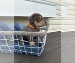 Small Photo #3 Catahoula Leopard Dog Puppy For Sale in GERMANTOWN, IL, USA