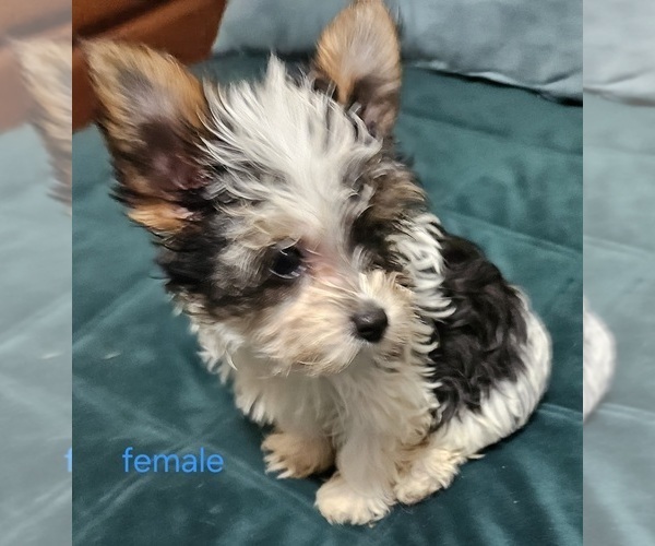 Medium Photo #7 Yorkshire Terrier Puppy For Sale in CONKLIN, NY, USA