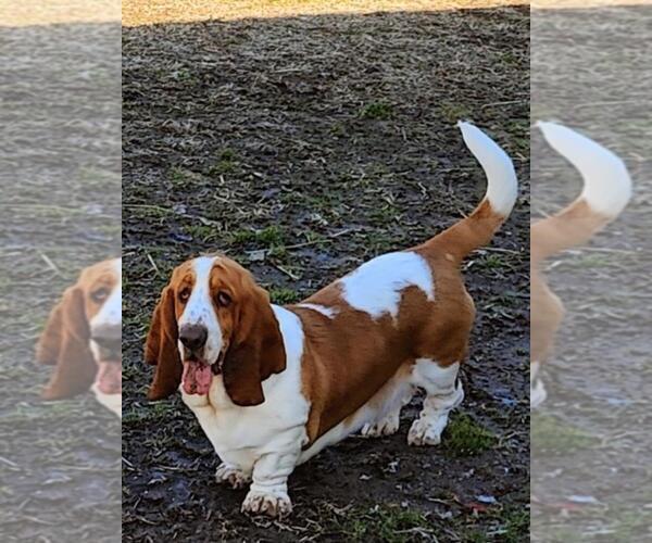 Medium Photo #1 Basset Hound Puppy For Sale in NEWBERN, TN, USA