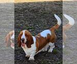 Small Photo #1 Basset Hound Puppy For Sale in NEWBERN, TN, USA