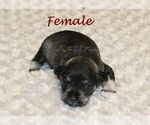 Small #3 Schnauzer (Miniature)