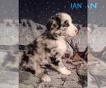 Small Photo #8 Australian Shepherd Puppy For Sale in BRIDGEWATER, VA, USA