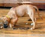 Small #6 American Pit Bull Terrier Mix