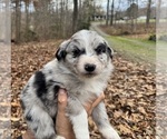 Puppy Puppy 5 Australian Shepherd