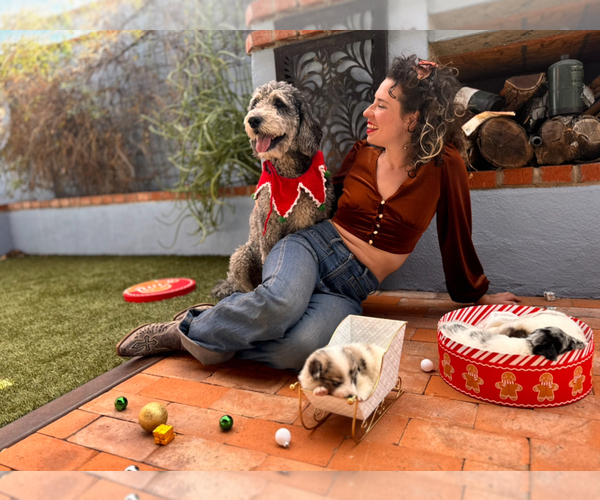 Medium Photo #6 Akita-Bernedoodle Mix Puppy For Sale in TUCSON, AZ, USA