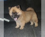 Small Chow Chow-Eurasier Mix