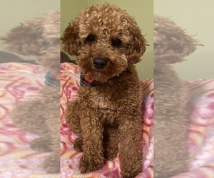 Father of the Goldendoodle-Poodle (Miniature) Mix puppies born on 06/22/2022