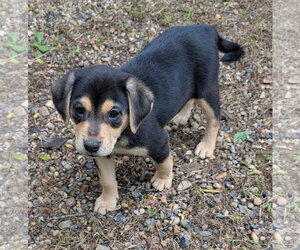 Rain - Female Labrador Retriever-Unknown Mix Dog for Adoption - Photo #2