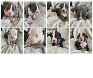 American Pit Bull Terrier Puppy for sale in SOMERVILLE, TX, USA