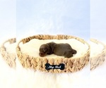 Small #1 Dachshund