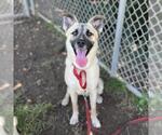 Small German Shepherd Dog Mix