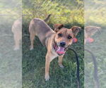 Small #4 Mutt