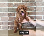 Small #2 Cavapoo (Miniature)