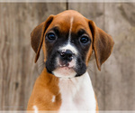 Small #1 Boxer