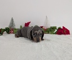 Small #7 Dachshund