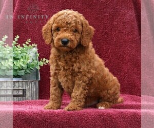 Goldendoodle (Miniature) Puppy for sale in EPHRATA, PA, USA