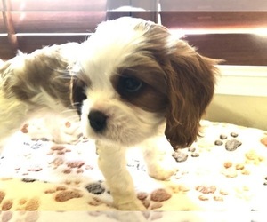 Cavalier King Charles Spaniel Puppy for sale in TEMPLETON, CA, USA
