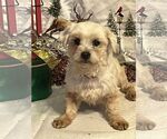 Small #3 Maltese