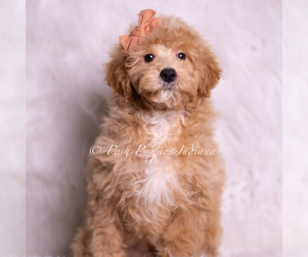 Medium Photo #1 Goldendoodle (Miniature) Puppy For Sale in WARSAW, IN, USA
