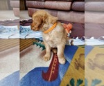 Small Photo #7 Golden Retriever Puppy For Sale in DAKOTA, MN, USA
