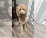 Small Photo #1 Goldendoodle Puppy For Sale in PITTSBURG, CA, USA