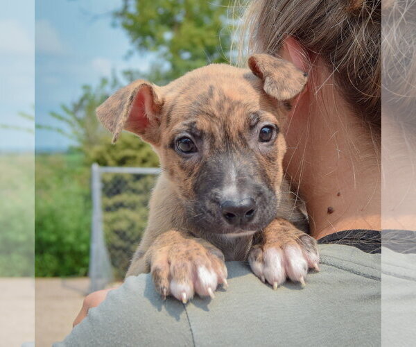 Medium Photo #6 Labsky Puppy For Sale in Huntley, IL, USA