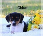 Image preview for Ad Listing. Nickname: Chloe