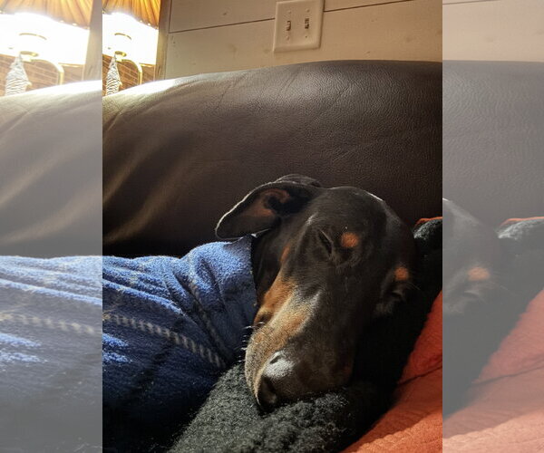 Medium Photo #3 Doberman Pinscher Puppy For Sale in Minneaoplis, MN, USA